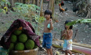 Nhớ vườn cây trái chín tuổi thơ, nhãn ngọt mít thơm tô thắm tuổi thơ tôi êm đềm