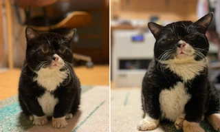 Sở hữu gương mặt “quạu”, chú mèo này khiến “đội quân” yêu mèo phát cuồng