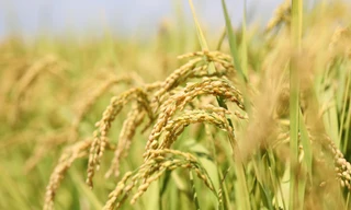 Thương hiệu gạo Việt ngày càng khẳng định giá trị trên thế giới 