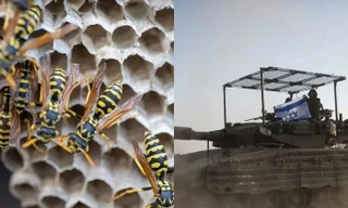 11 binh sĩ Israel nhập viện do bị ong bắp cày tấn công