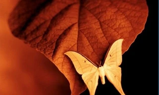 Đẹp ngỡ ngàng với thế giới côn trùng