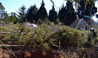 Cây phượng tím cổ thụ bị đào mất gốc