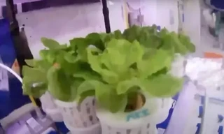 Trung Quốc trồng thành công rau diếp và cà chua trên trạm vũ trụ Thiên Cung 