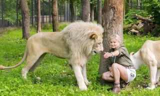 Lần đầu tiên ghi nhận sư tử trong vườn thú truyền COVID-19 cho người 