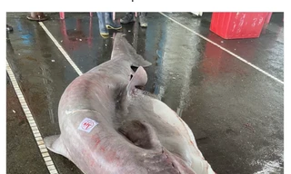 Bắt được cá mập yêu tinh 'khủng' đang mang thai 6 con