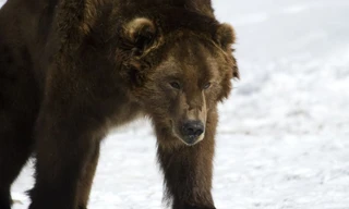 Vì sao gấu không thể ngủ đông, lang thang khắp Siberia ? 