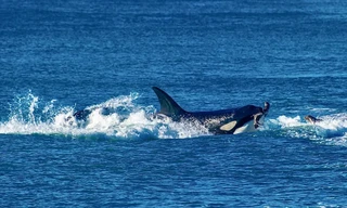 Cá voi có thường xuyên tấn công con người?