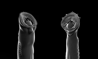 Khai quật được loài 'ăn thịt sống' cách đây 160 triệu năm 