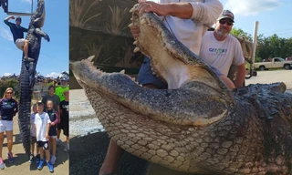 Cảnh sát biển vật lộn 4 giờ đồng hồ để bắt cá sấu khủng dài hơn 4 mét