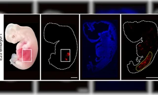 Lần đầu tiên các nhà khoa học nuôi cấy thận người bên trong phôi lợn 