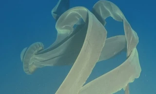 Sứa ma khổng lồ được phát hiện ở vùng nước lạnh giá ngoài khơi Nam Cực 