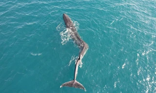 Đoạn phim đau lòng cho thấy cá voi bị gãy lưng nghiêm trọng đang cố gắng bơi