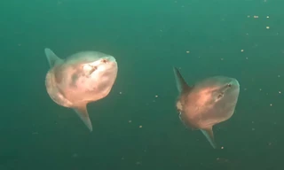 Cảnh quay hiếm về 2 con cá thái dương bơi cùng nhau ngoài khơi Thái Bình Dương 