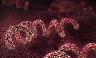 Mỹ báo động về bệnh giang mai tăng mạnh nhất trong vòng 70 năm qua 