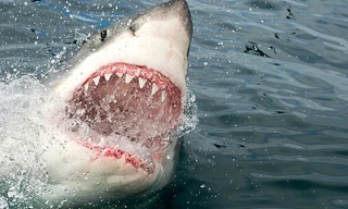 Vụ cá mập tấn công người khủng khiếp nhất trong lịch sử