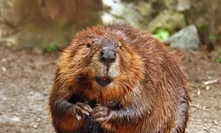 Hương vani tự nhiên bắt nguồn từ… mông hải ly? 