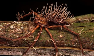 Nấm 'thây ma' bùng phát trên cơ thể nhện khổng lồ 