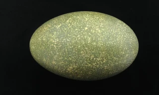 6 sự thật đáng kinh ngạc về quả trứng 