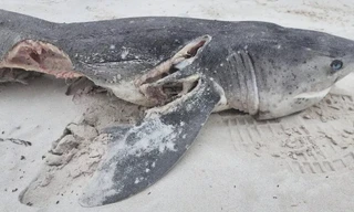 Vụ thảm sát cá mập: 19 con cá mập bị sát hại trong ngày 