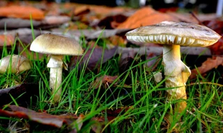 Phát hiện ra thuốc giải độc bởi loại nấm nguy hiểm nhất thế giới 