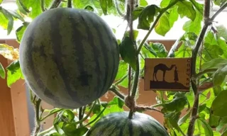 Các nhà khoa học Nga trồng được dưa hấu ở nơi lạnh nhất Trái Đất 