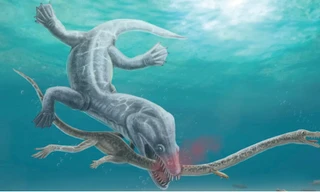 Tìm thấy quái vật biển khổng lồ 240 triệu năm tuổi bị xé toạc đầu