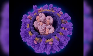 Phát hiện một loại kháng thể có thể nhắm vào nhiều chủng virus cúm cùng lúc 