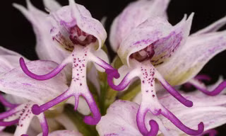 Hoa lan hình... người khỏa thân