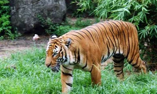 Bất an tin hổ sổng chuồng