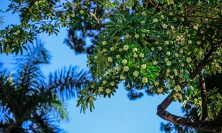 Ngắm hoa sữa nở trong tiết trời se lạnh của mùa Thu Hà Nội