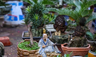 Độc đáo vạn tuế bonsai giá 'chục triệu' xuống phố Hà Nội