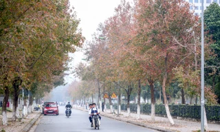 Đẹp ngỡ ngàng với hàng phong thay lá đỏ giữa Hà Nội