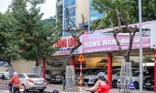 Số phận 7 cây sưa ‘bạc tỷ’ chết khô trên đường Nguyễn Văn Huyên ra sao?