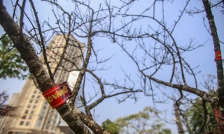 Tận thấy những cành đào dán tem đầu tiên xuất hiện tại Hà Nội