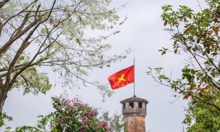 Ngắm hoa sưa 'phủ tuyết' phố phường Hà Nội