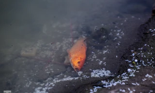 Thả cùng tro bụi, cá chép phóng sinh chưa kịp 'chầu trời' đã lăn ra chết