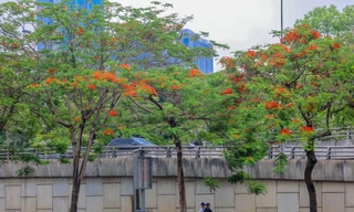 Chớm hè, hoa phượng rạo rực khắp phố phường Hà Nội