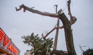 Hàng cây sưa 'trăm tỷ' chết khô trên phố Hà Nội sẽ xử lý thế nào?