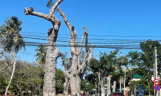 một cây xanh đang chuẩn bị cưa hạ trong dự án làm đường