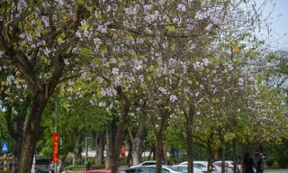 Hoa ban Tây Bắc nở trắng giữa phố phường Thủ đô
