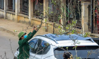 Hoa lê rừng xuống phố, người Hà Nội chi tiền triệu 'chơi Tết' sớm