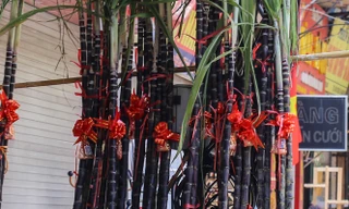 Mía lộc xuống phố chờ đón giao thừa