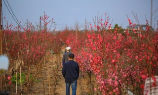 Đào bung nở, làng Nhật Tân nghẽn lối vào ngày cận Tết