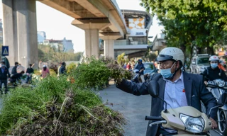 Người dân Hà thành săn lá mùi già về tắm 30 Tết