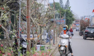 Người dân Hà Thành bỏ tiền triệu mua hoa lê chơi sau Tết