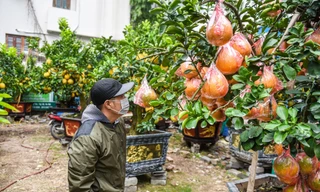 Bưởi cảnh giá hàng chục triệu đồng xuống phố phục vụ Tết sớm