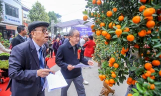 Ngắm những 'cực phẩm' quất cảnh Tứ Liên đọ sắc