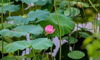 Đầm sen nổi tiếng Hà Nội bung nở hút hồn, dịch vụ 'ăn theo' ế ẩm vì COVID-19