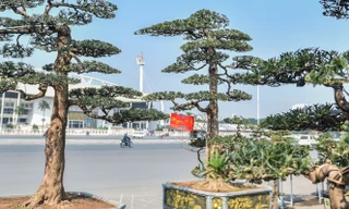 Tùng thế giá nửa tỷ xuống phố 'thách thức' đại gia 