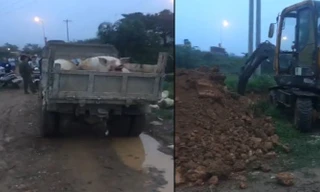 Một số con lợn bị bệnh đang chờ tiêu hủy.